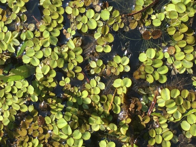 Pond Weeds Control How to Kill Weeds and Get Rid of Algae [Upd. 2024]