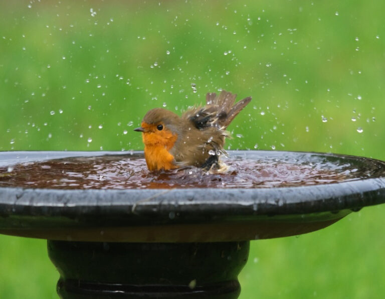 How to Get Rid of Bird Poop on a Patio Furniture, Decking, and Concrete