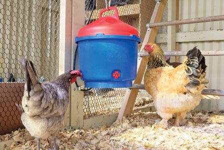 How to Insulate a Chicken Coop: A Detailed Guide [Upd. 2024]